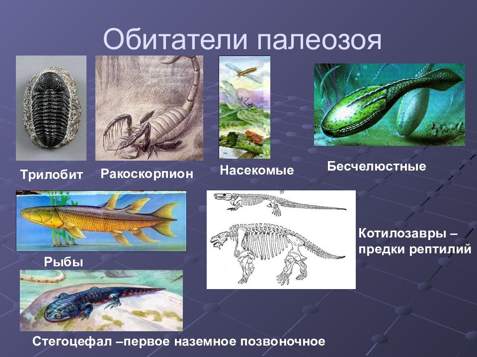 Презентация к уроку биологии 9 класс развитие жизни на земле