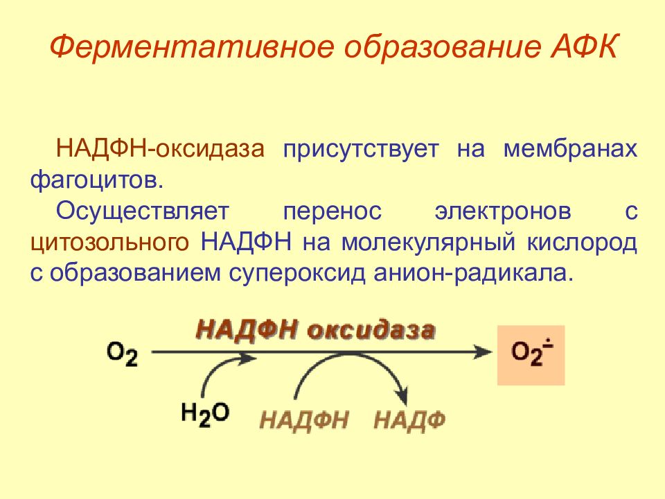 Образование кислорода закрепление. Активные формы кислорода АФК. НАДФН оксидаза. Образование активных форм кислорода. Ферментативное окисление.