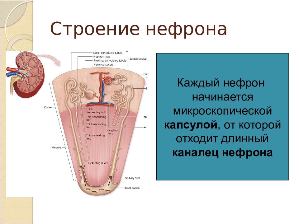 Выделение для презентации