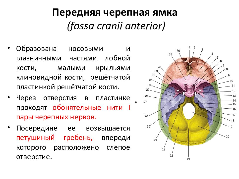 Черепные ямки. Передняя черепная ямка отверстия решетчатой пластинки. Вскрытие задней черепной ямки. Fossa cranii anterior какими костями образован. Отверстия решетчатой пластинки что проходит.