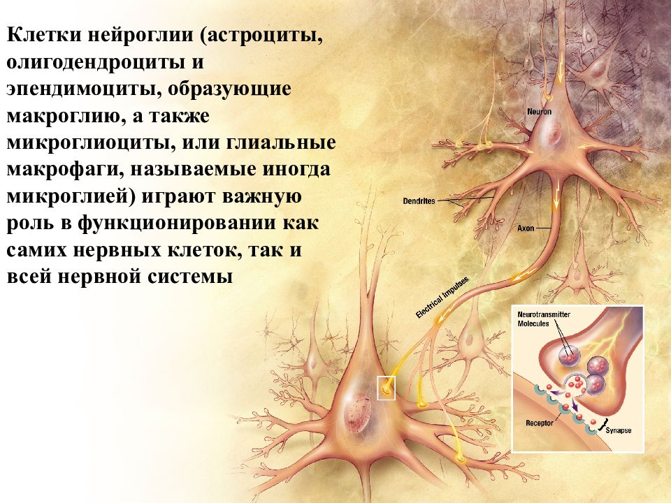 Презентация по нервной системе анатомия