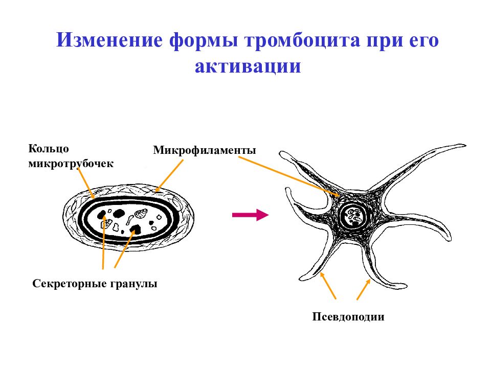 Строение тромбоцитов. Тромбоциты форма и строение. Строение тромбоцита схема. Тромбоциты рисунок строение.