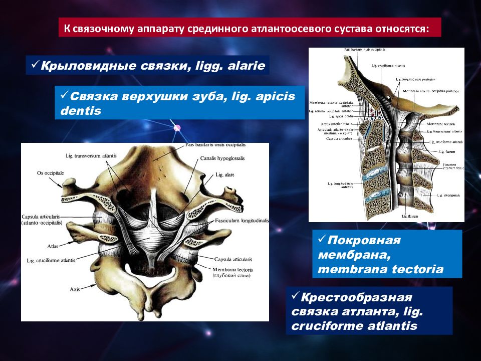 Атланто аксиальное сочленение