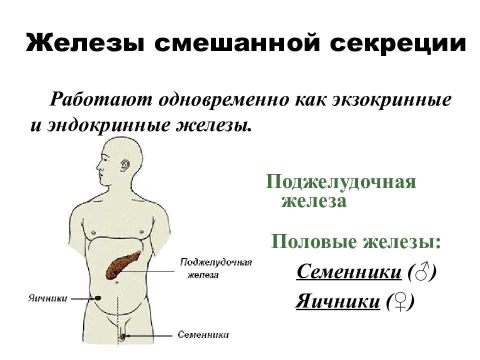 Железы смешанной секреции рисунок