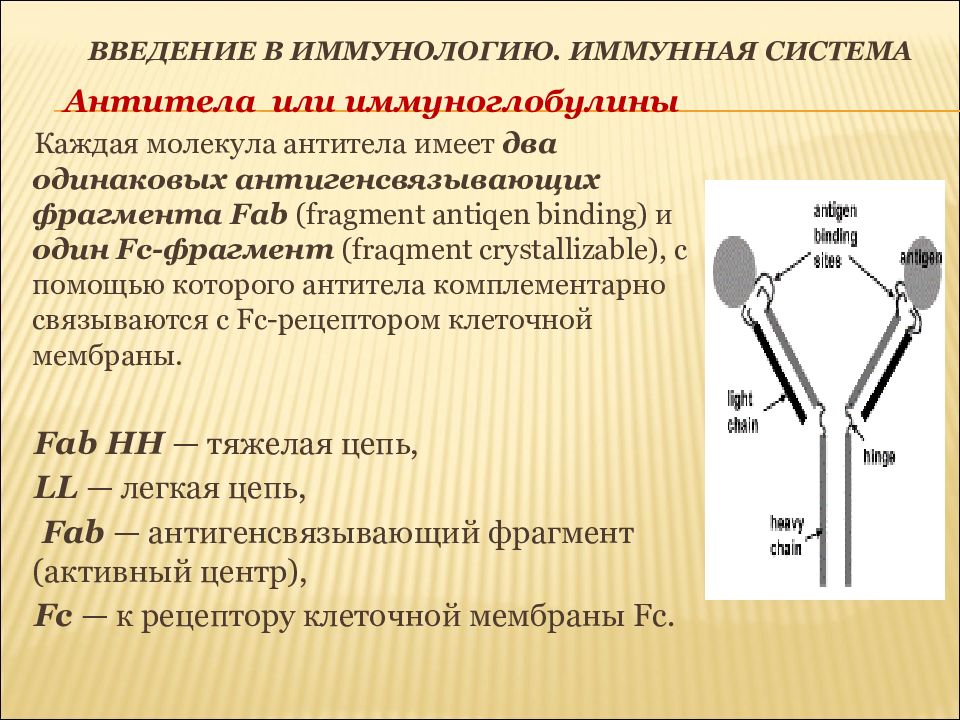 Иммунный читать. FC фрагмент молекулы иммуноглобулина. Антитела (иммуноглобулины): presentation. Рецепторные антитела иммунология. Классы антител иммунология.