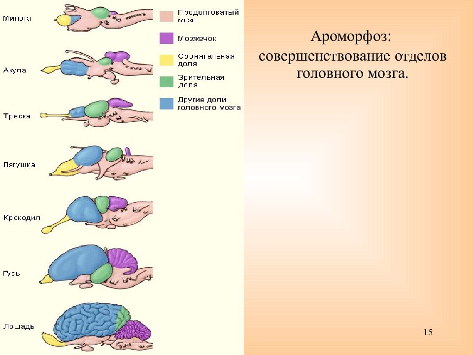 Установи соответствие между ароморфозом и эрой. Ароморфозы головного мозга позвоночных. Ароморфоз нервной системы у животных. Мозг животных. Эволюция головного мозга.