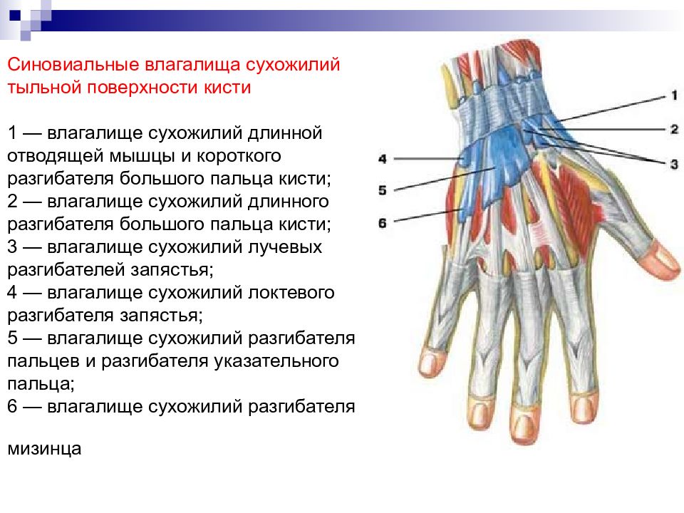 Поверхность запястья. Синовиальное влагалище сухожилия мышцы. Синовиальные влагалища сухожилий сгибателей. Влагалище сухожилий разгибателя пальцев. Сухожилия разгибателя 1 пальца кисти.