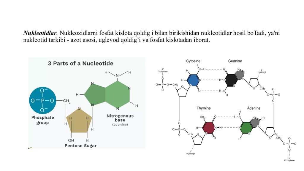 DNK ning tuzilishi va DNK replikatsiyasi Nukleotidlar. Nukleozidlarni fosfat kislota qoldig i bilan birikishidan nukleotidlar hosil boTadi, ya'ni nukleotid tarkibi - azot asosi, uglevod qoldig ’ i va