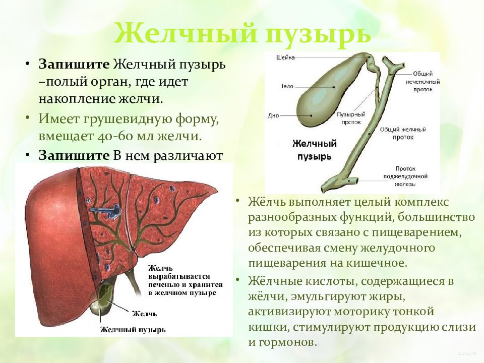 Для печени и поджелудочной железы