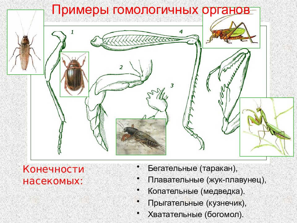 Какими цифрами на рисунке обозначены соответственно прыгательная и копательная конечности