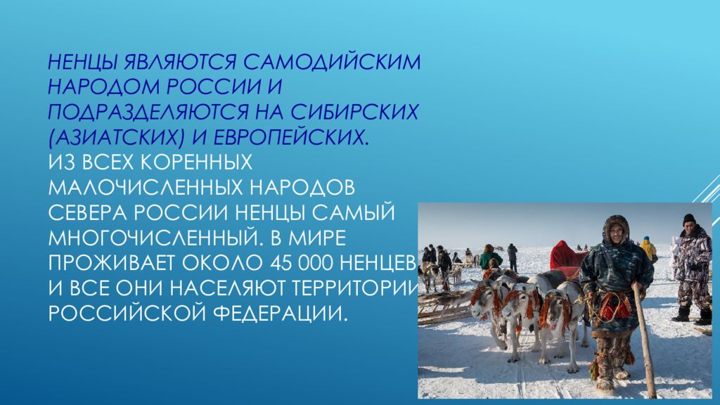 Самодийская группа народы. Ненцы интересные факты. Самодийские народы что ели.