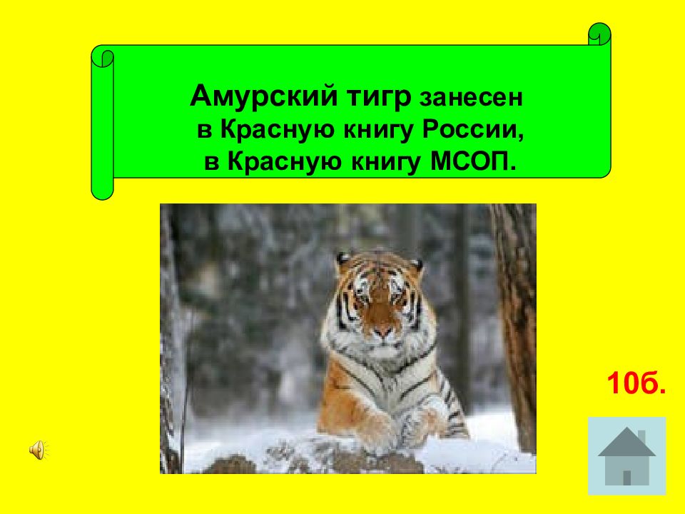 Тигр занесен в красную книгу. Амурский тигр занесен в красную. Тигр занесен в красную книгу или нет. Тигр который не занесен в красную книгу. Амурский тигр занесён ли в книгу м с о п.