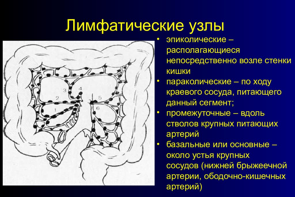 Узелки кишечника. Лимфоузлы брыжейки толстой кишки. Мезентериальные брыжеечные лимфоузлы. Брыжеечные лимфоузлы в брюшной полости. Регионарные лимфоузлы Толстого кишечника.