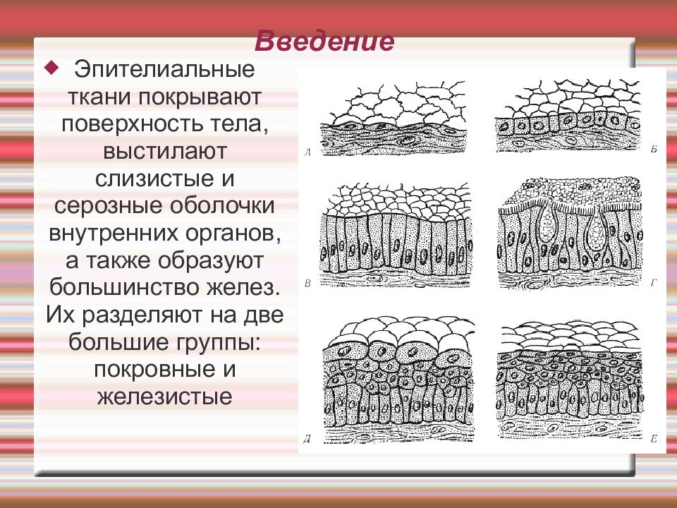 Ткань выстилающая