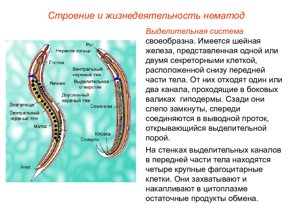 Тип выделительной системы круглых червей. Выделительная система круглых червей нематоды. Выделительная система нематод схема. Выделительная система круглых червей.