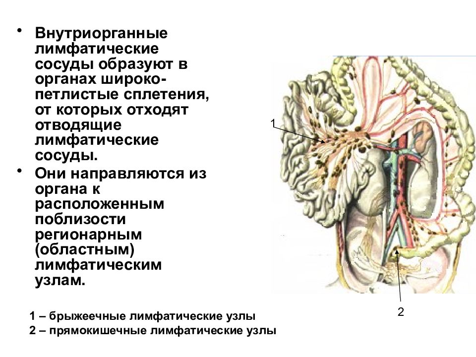 Лимфатические сосуды. Внутриорганные лимфатические сосуды. Внутриорганные лимфатические сосуды строение. Внутриорганные лимфатические узлы. Внеорганные лимфатические сосуды.