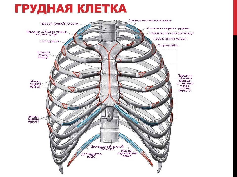 Грудино поясничная фасция