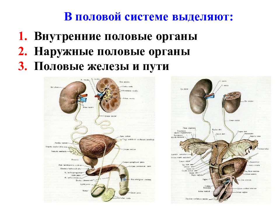 Анатомия мочеполовой системы презентация