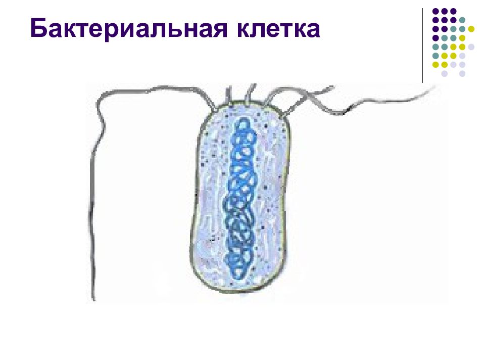 Строение бактериальной клетки рисунок без подписей