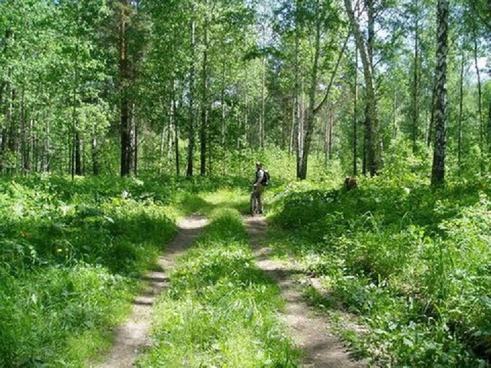 Рекреация земли лесного фонда. В Черняховске в лесу живут мальчики фото.