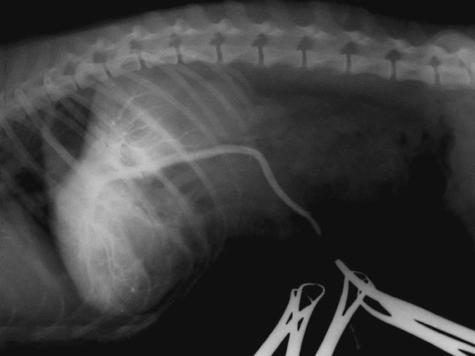 Печеночная энцефалопатия у кошки: симптомы, причины, диагностика и лечение Печеночная энцефалопатия у кошки: симптомы, причины, диагностика и лечение