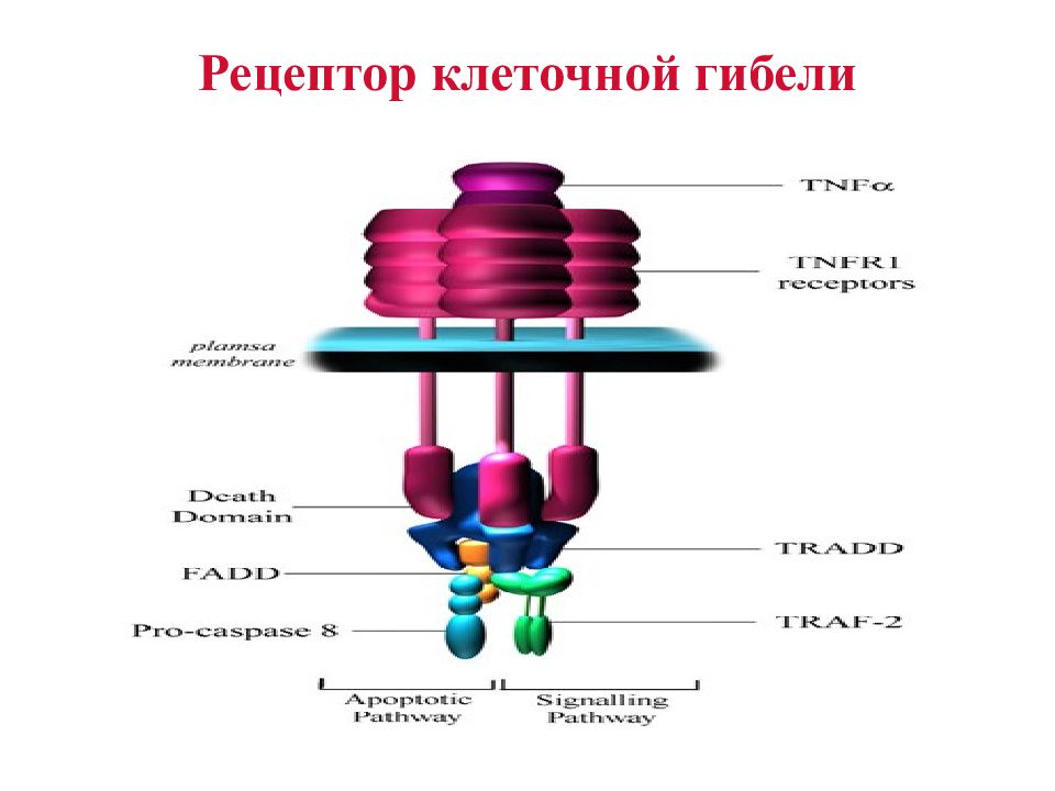 Рецептор клетки. Клеточные рецепторы смерти. Рецепторы т клеток тимуса. Рецепторы ЕК клеток. Рецептор н клетки.