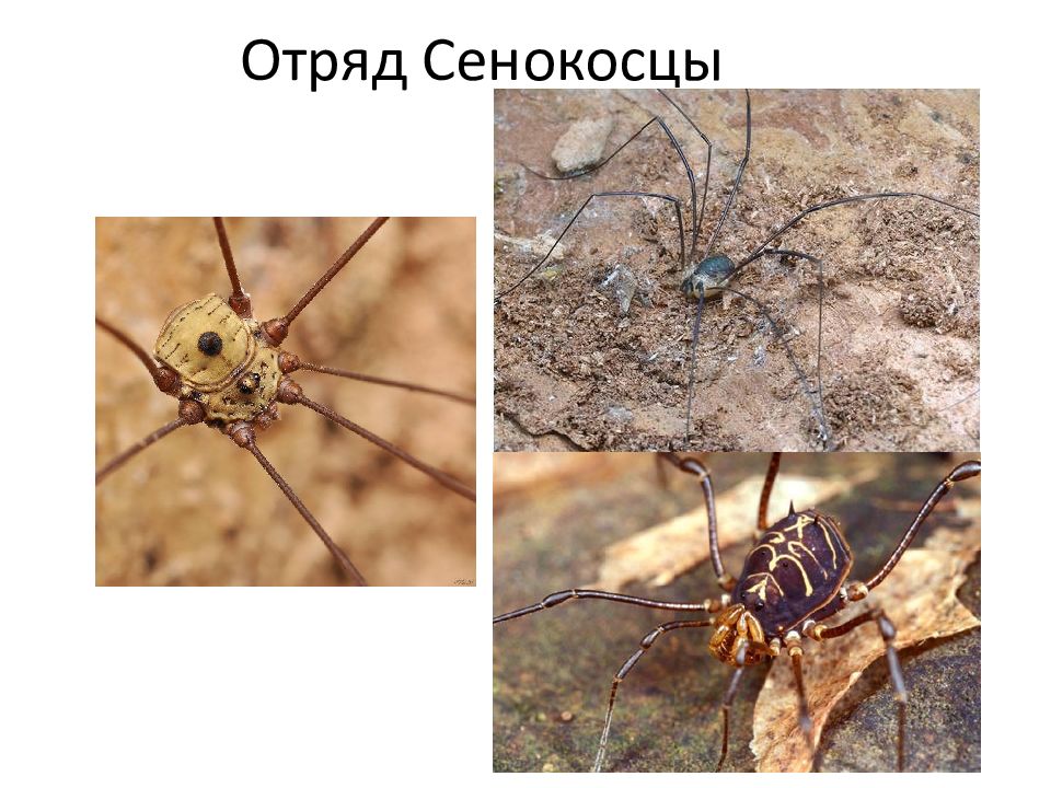 Виды сенокосцев. Паукообразные отряд сенокосцы. Паукообразные сенокосцы представители. Представители класс паукообразные сенокосцы. Отряд сенокосцы представители.