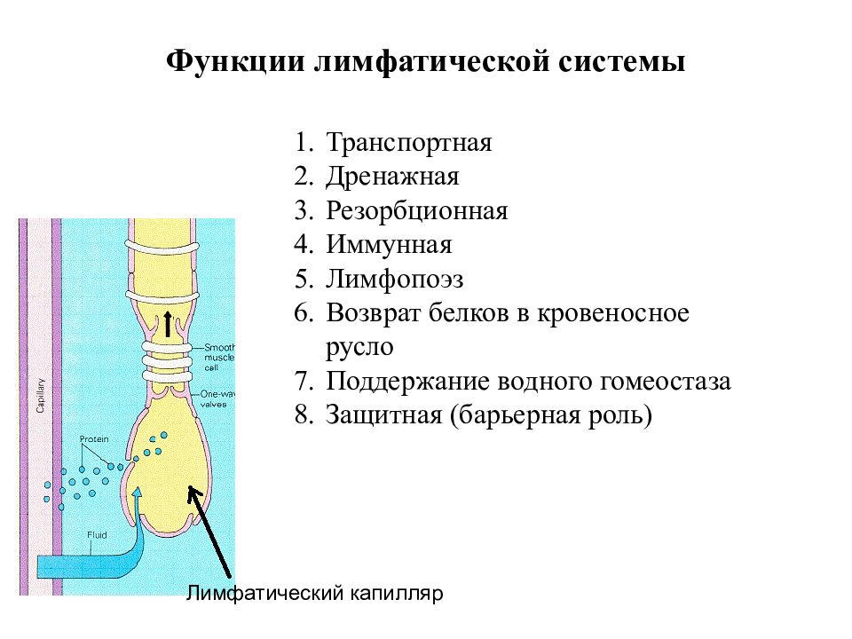 Функции лимфы. Функции лимфатической системы. Дренажная функция лимфы. Транспортная функция лимфатической системы. Дренажная функция лимфатической системы.