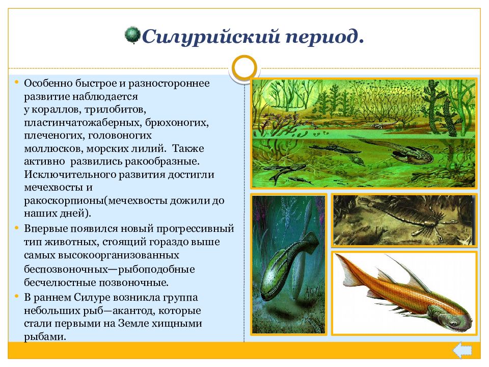 Презентация на тему основные этапы развития животного мира на земле