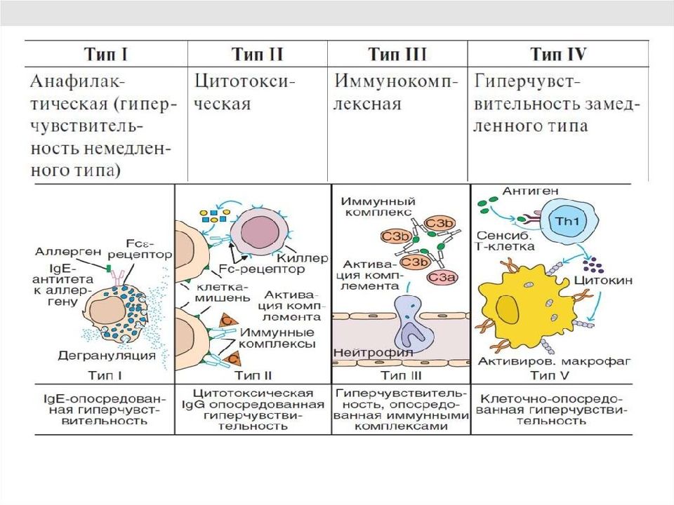 Гиперчувствительность 1 типа схема