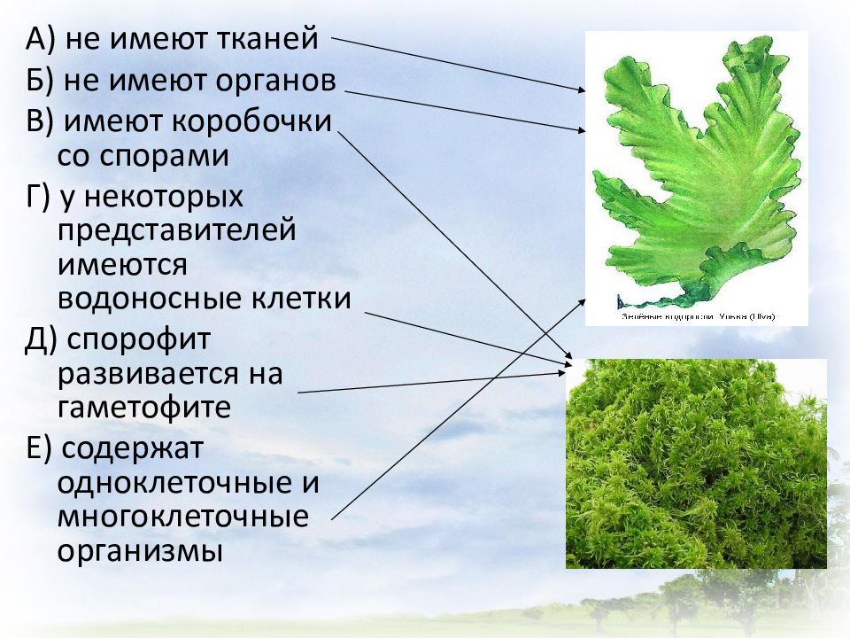 Царство растения подцарство низшие растения. Классификация споровых растений схема. Растения не имеющие органов и тканей. Растения не имеющие органов. Вегетативные и генеративные органы.