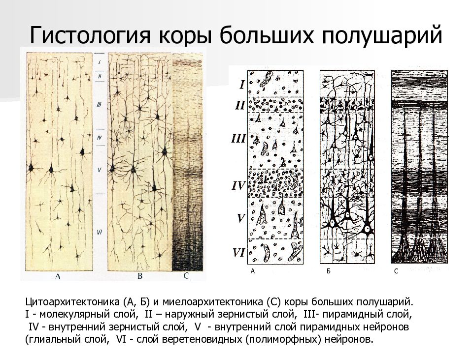 Кора синтезированная карта