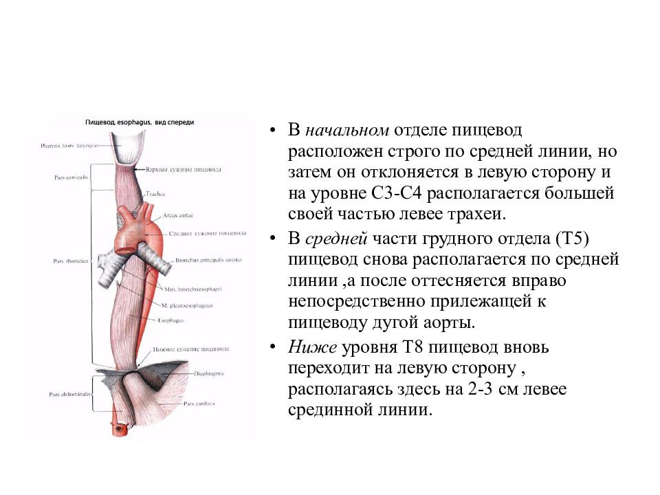 Топографическая анатомия желудка презентация