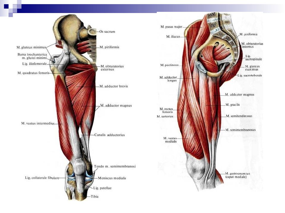 Мышцы нижних конечностей схема