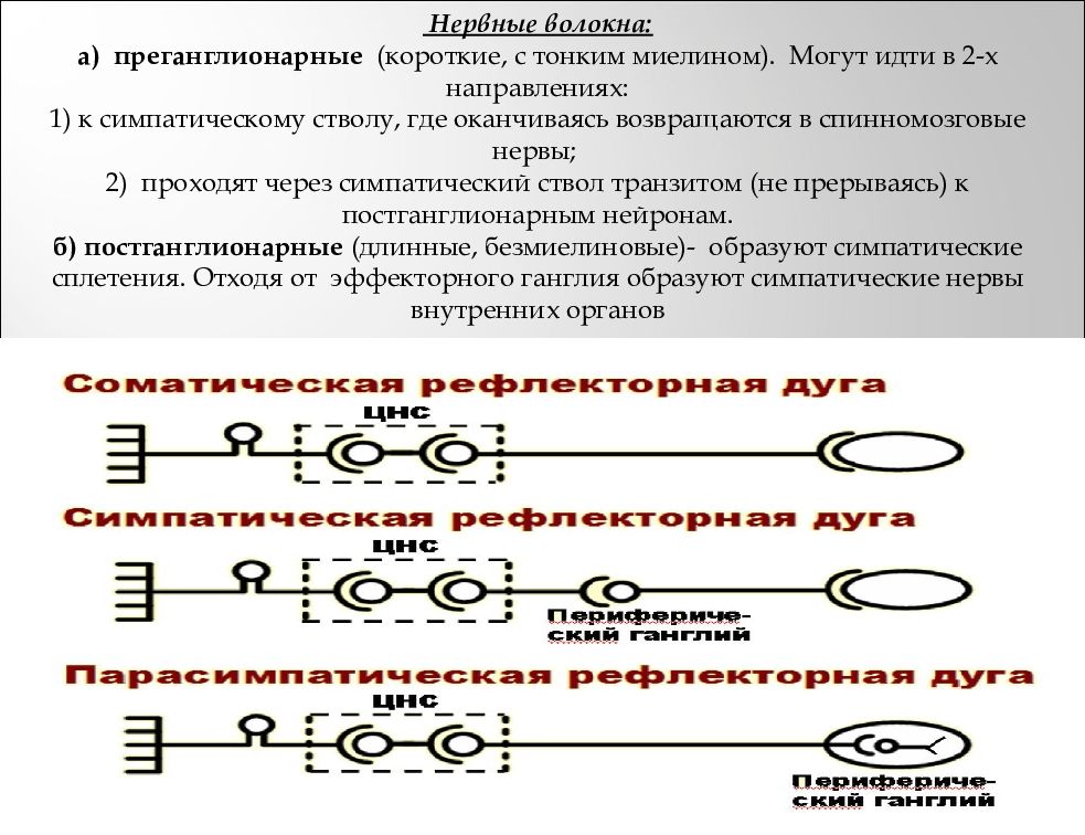 Преганглионарные симпатические нейроны