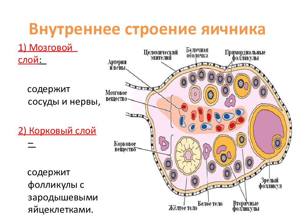 Внутреннее строение яичника. Микроскопическое строение яичника. Зарисовать строение яичника. Внутренне строение яичника.