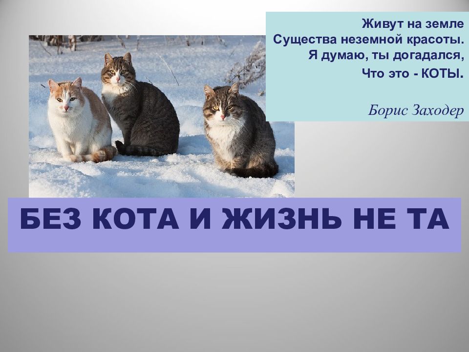 Живут на земле Существа неземной красоты. Я думаю, ты догадался, Что это - КОТЫ. Борис Заходер