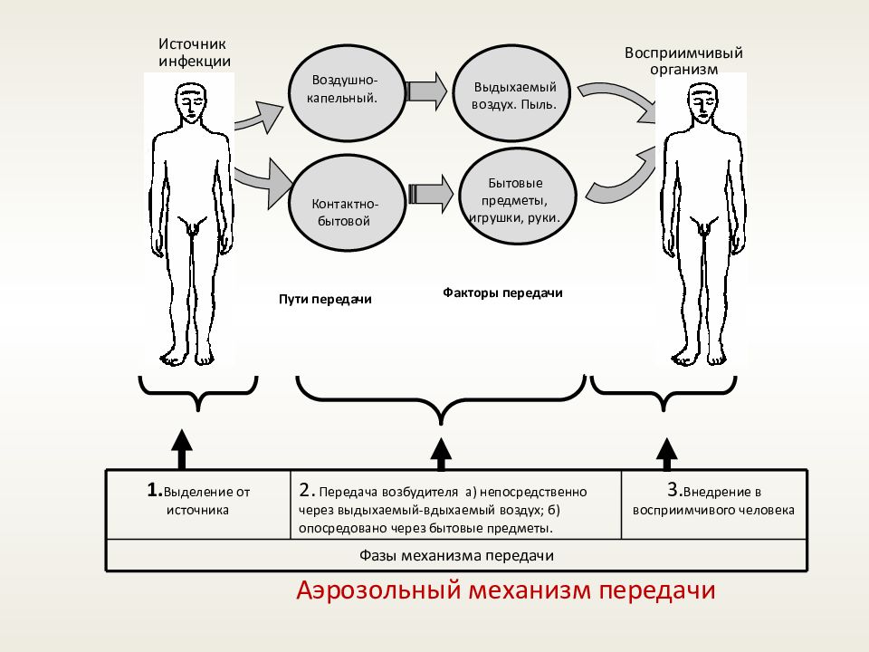 Патогенез кори схема