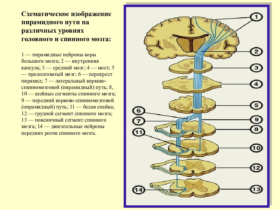 Проводящие пути головного и спинного мозга анатомия презентация