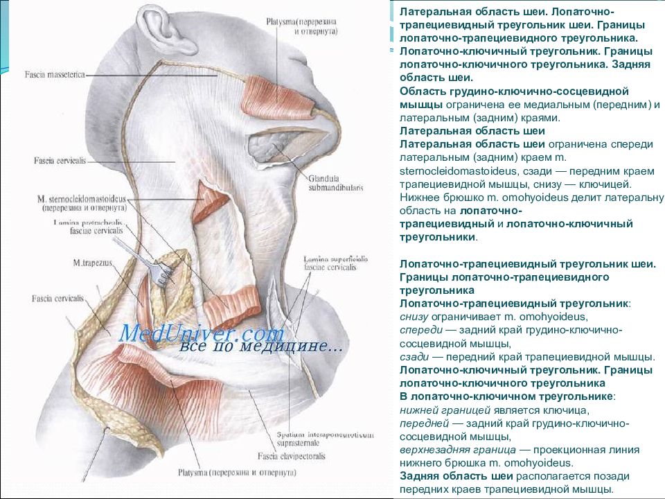 Лопаточно ключичный треугольник