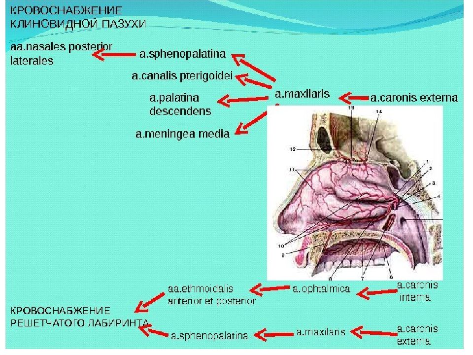 Кровоснабжение носа презентация