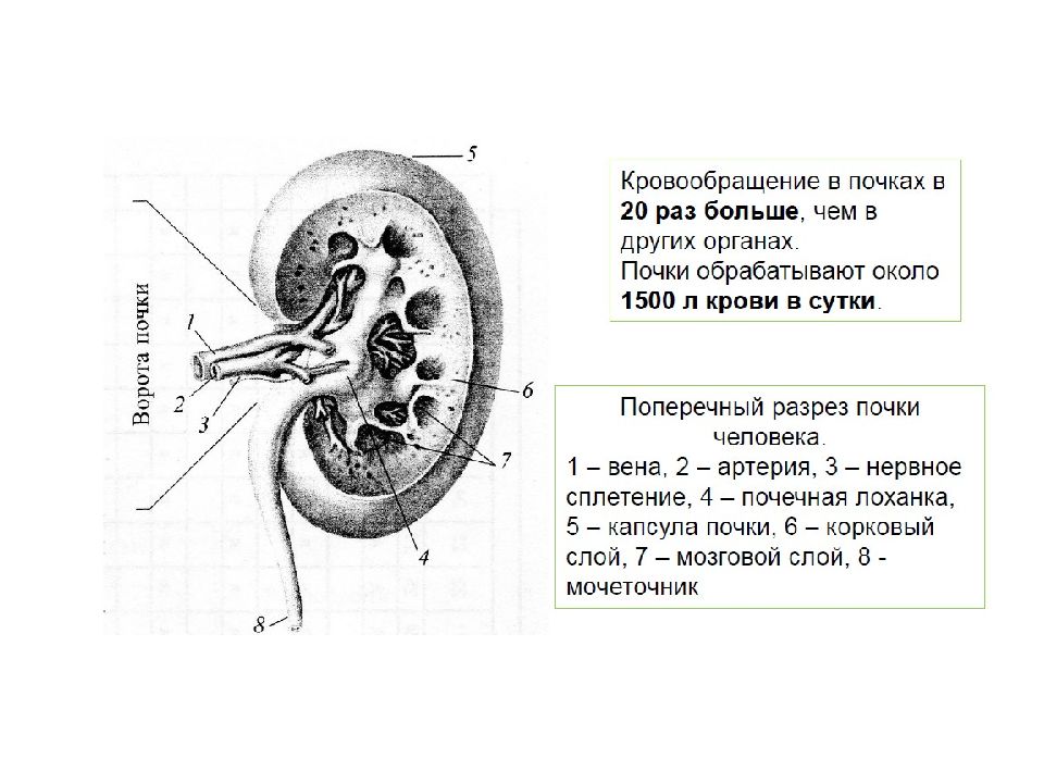 Причины заболевания почек 8 класс