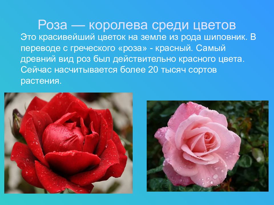 Как отличить розы. Цветок в виде розы. Розы виды и отличия. Виды роз презентация. Видовые розы.