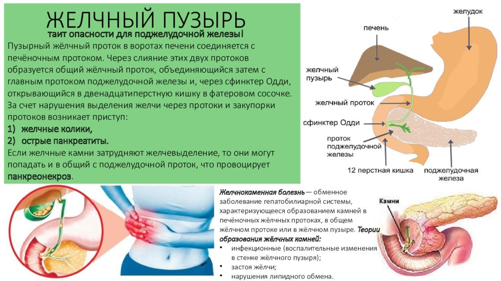 Комплекс железы