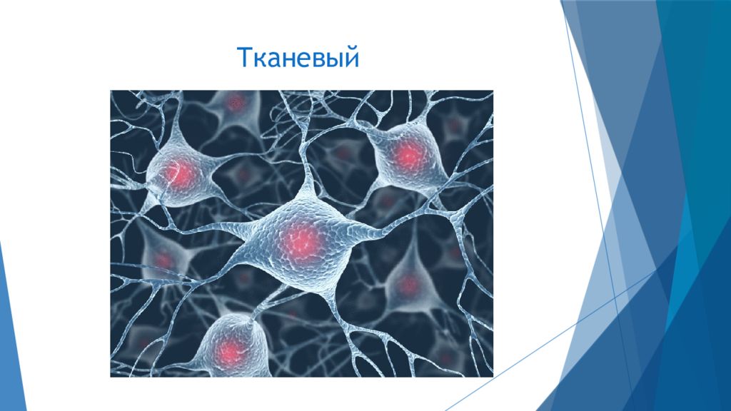 Многоклеточные ткани. Ткани органы и системы органов многоклеточных животных. Ткани многоклеточных животных. Организм многоклеточного животного ткани. Типы тканей многоклеточных животных.