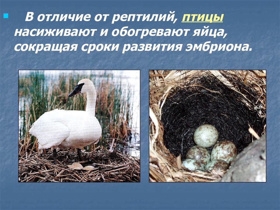 Пресмыкающиеся отличаются от птиц. Различия птиц и рептилий. Яйцо птицы пресмыкающиеся. Эмбриональное развитие рептилий и птиц. Отличие птиц от пресмыкающихся.