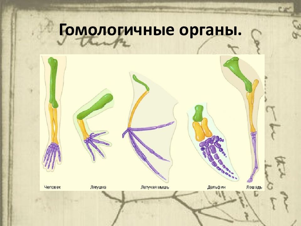 Гомологичная особь