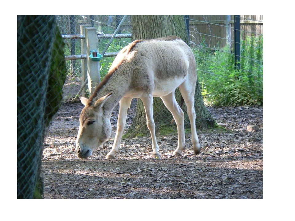 Куланов 10. Кулан Equus hemionus. Осёл Кулан. Сирийский Кулан. Кулан красная книга.