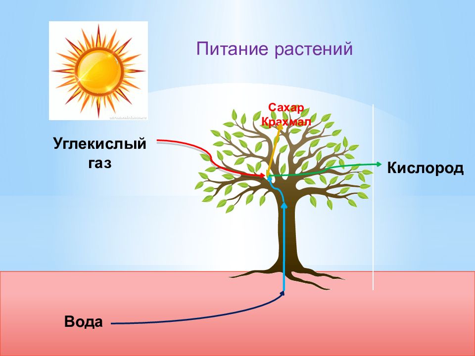 Питание растений картинки (47 фото)