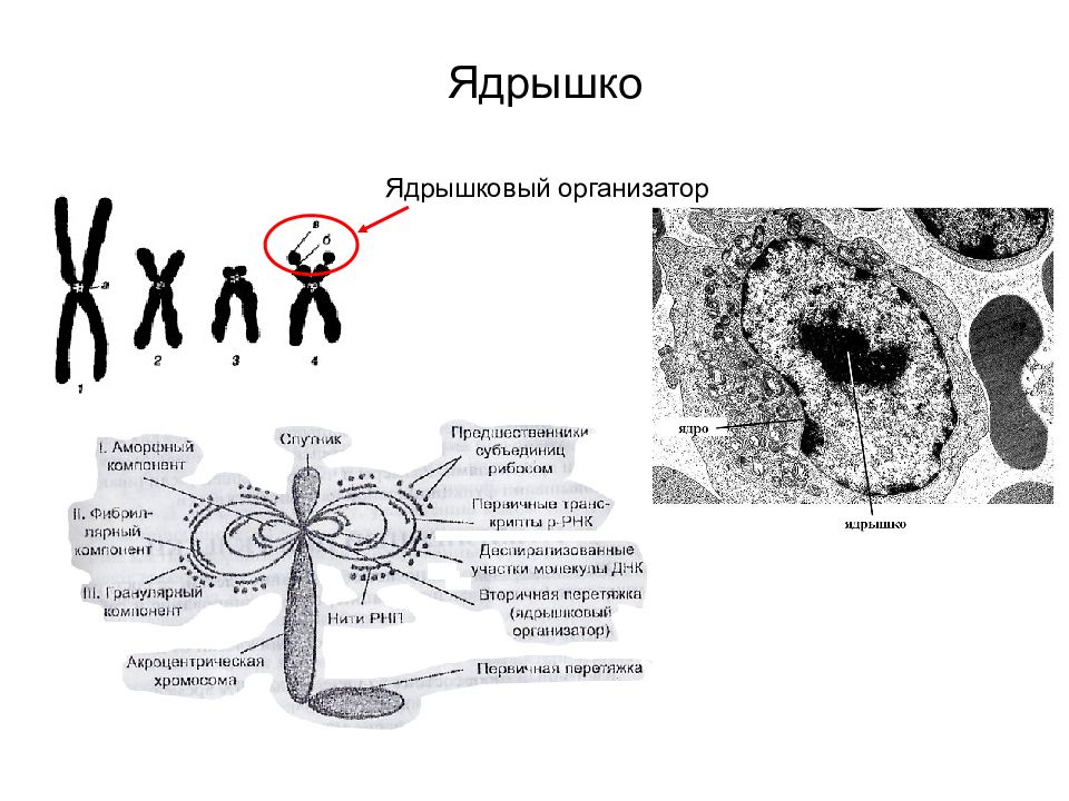 ядрышковый организатор это